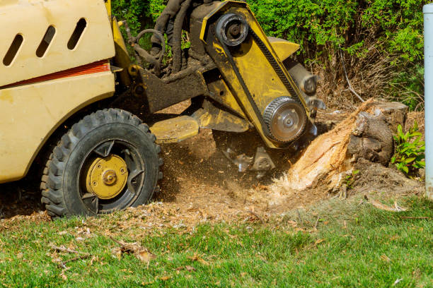 Best Tree and Shrub Care  in Clay City, IN