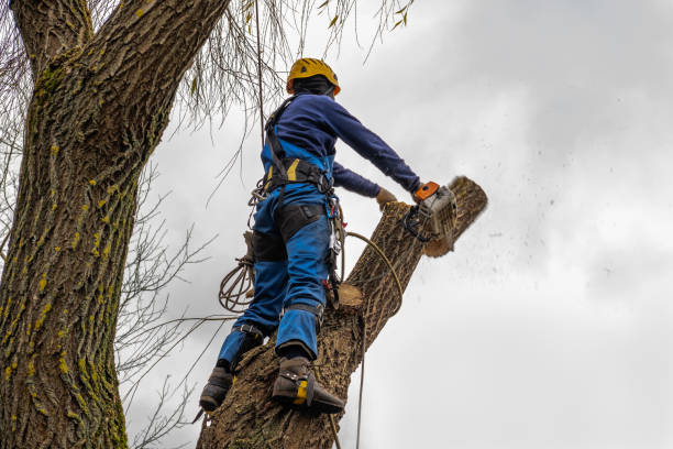 Best Tree Removal  in Clay City, IN