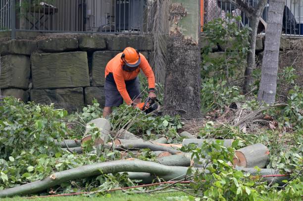 Best Tree Trimming and Pruning  in Clay City, IN